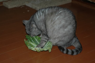 キャベツを食べる猫 3.18.JPG