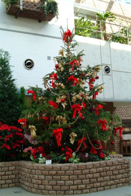 クリスマスツリー2 12.6.JPG