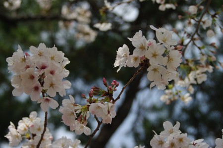 桜1 3.29.JPG