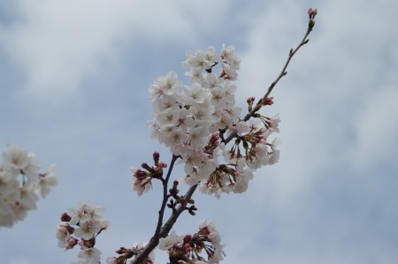 桜2 3.28.JPG