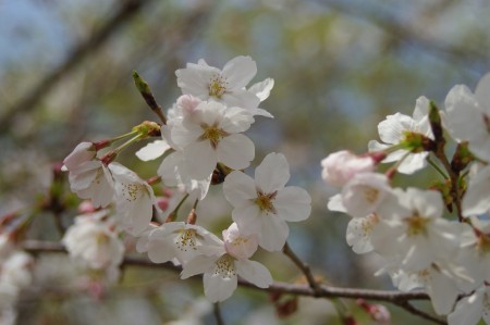 桜2 3.29.JPG