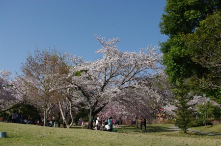 桜2 4.1.JPG