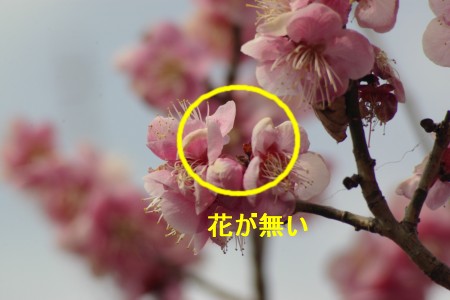 梅の花 3.14.JPG
