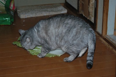 白菜を食べる猫 3.15.JPG