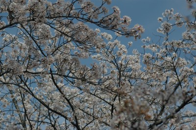 近所の桜1 4.4.JPG