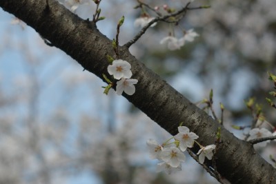近所の桜2 4.4.JPG