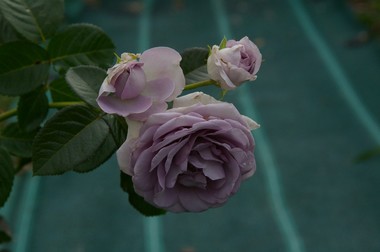薔薇5 6.13.JPG